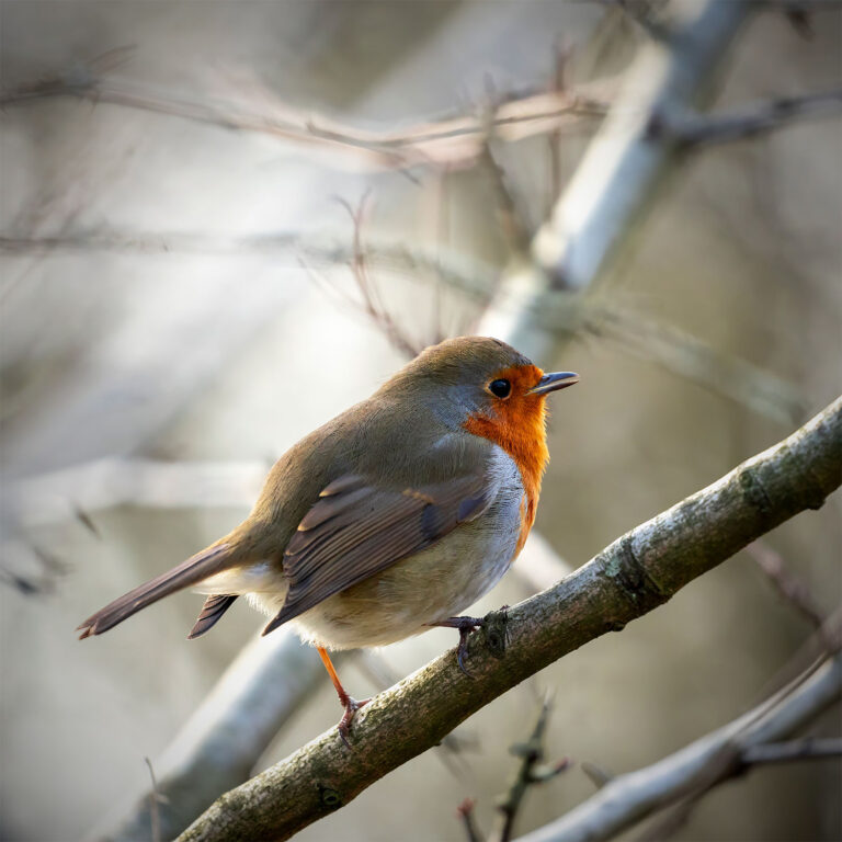 robin on branch