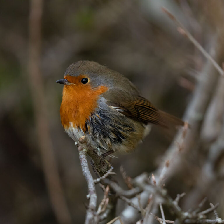 robin on branch