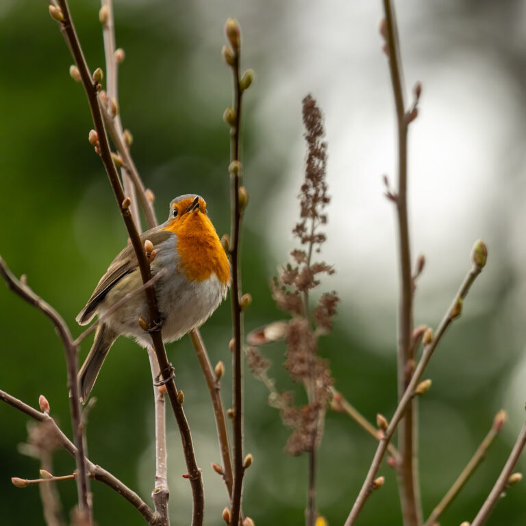 robin on branch