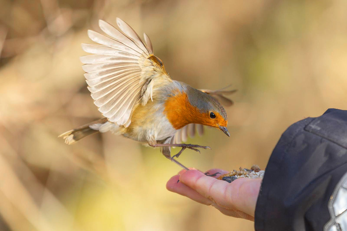 Robin feeding from my hand