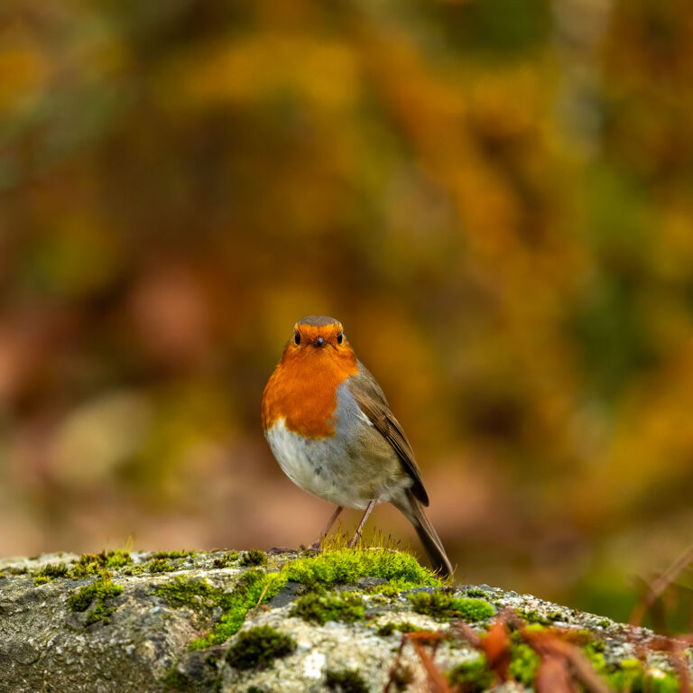 robin on rock