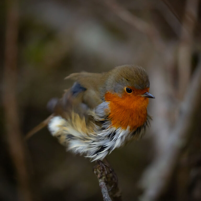 robin shaking