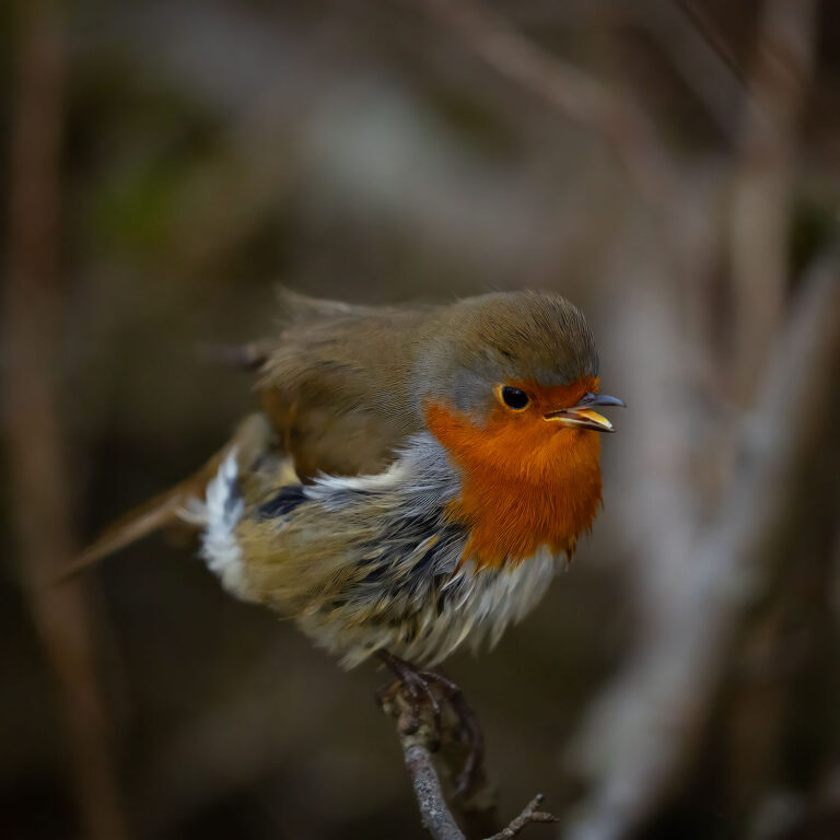 robin singing