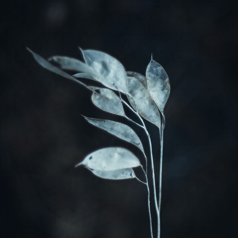 silver leaf TT Artisan 100 mm F2.8