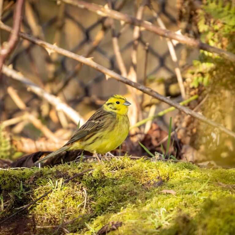 yellowhammer bird in Central Scotland
