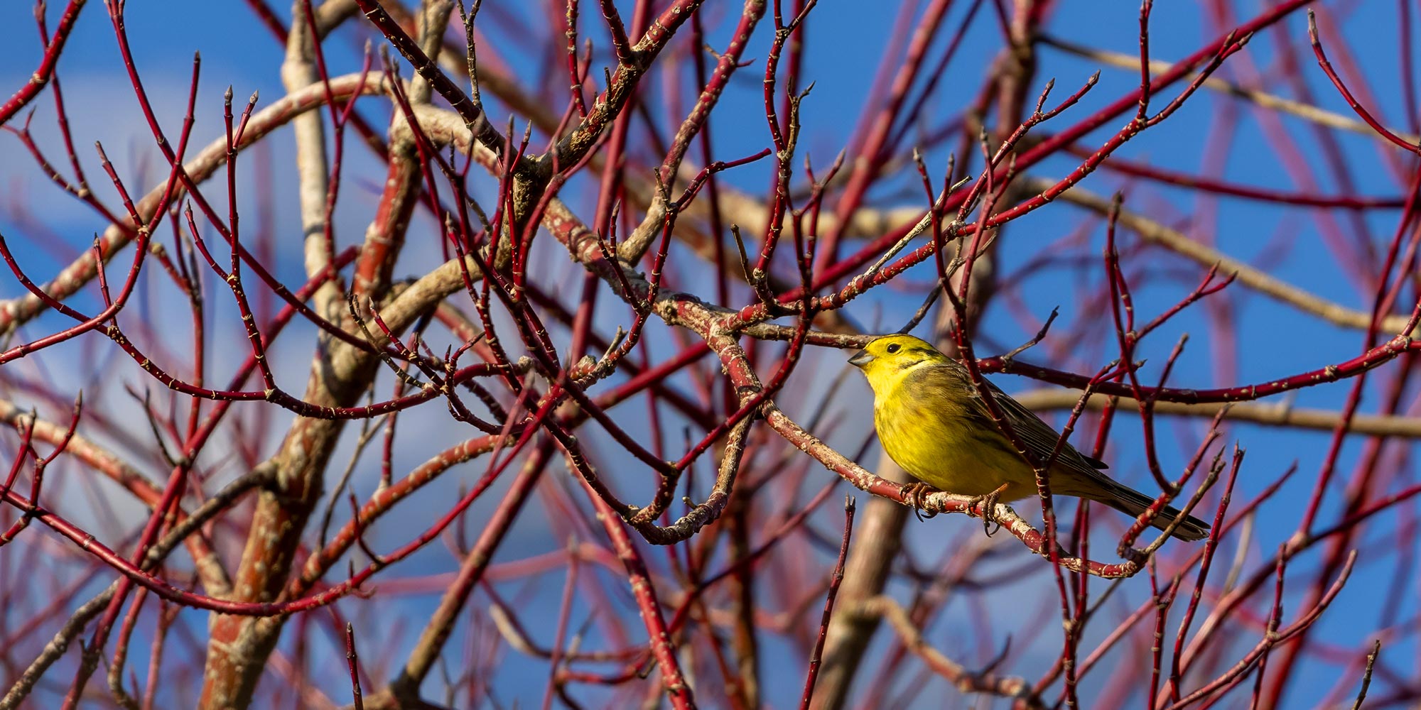 yellowhammer in Scotland