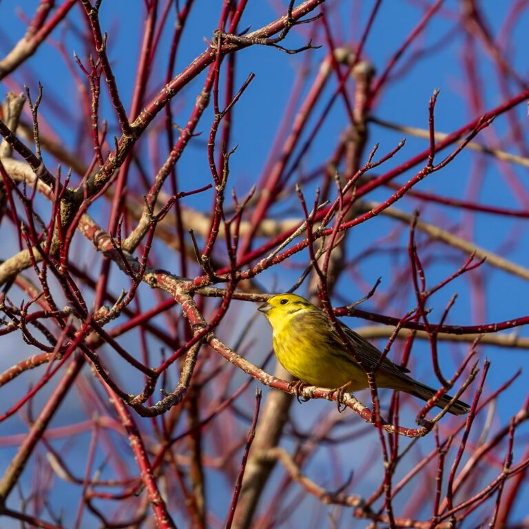 yellowhammer sitting in tree in Scotland