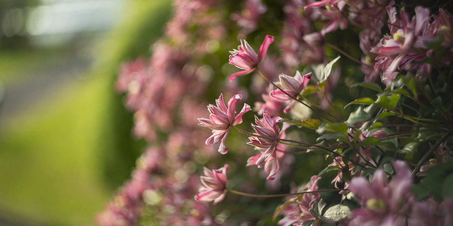 Clematis