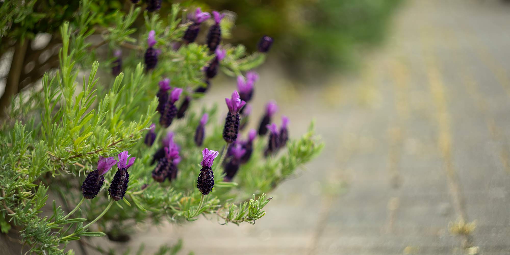 Culross with Helios 44-2 Vintage Lens