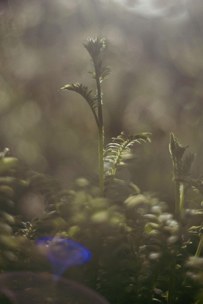 Tomioka 55 mm F1.4 Lens Flare