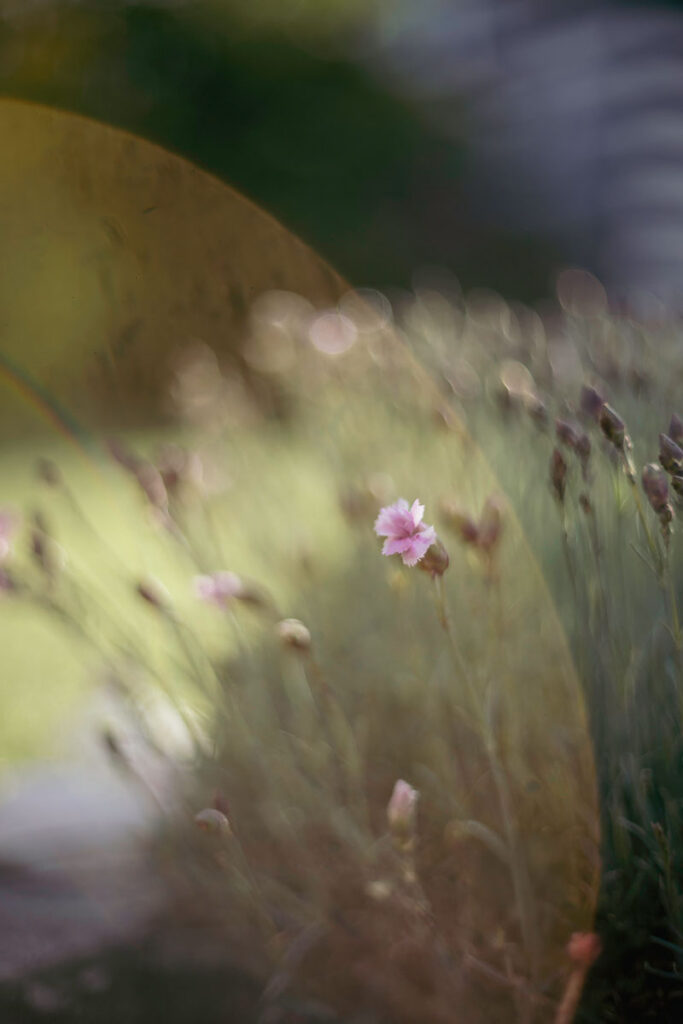 Tomioka 55 mm F1.4 Lens Flare