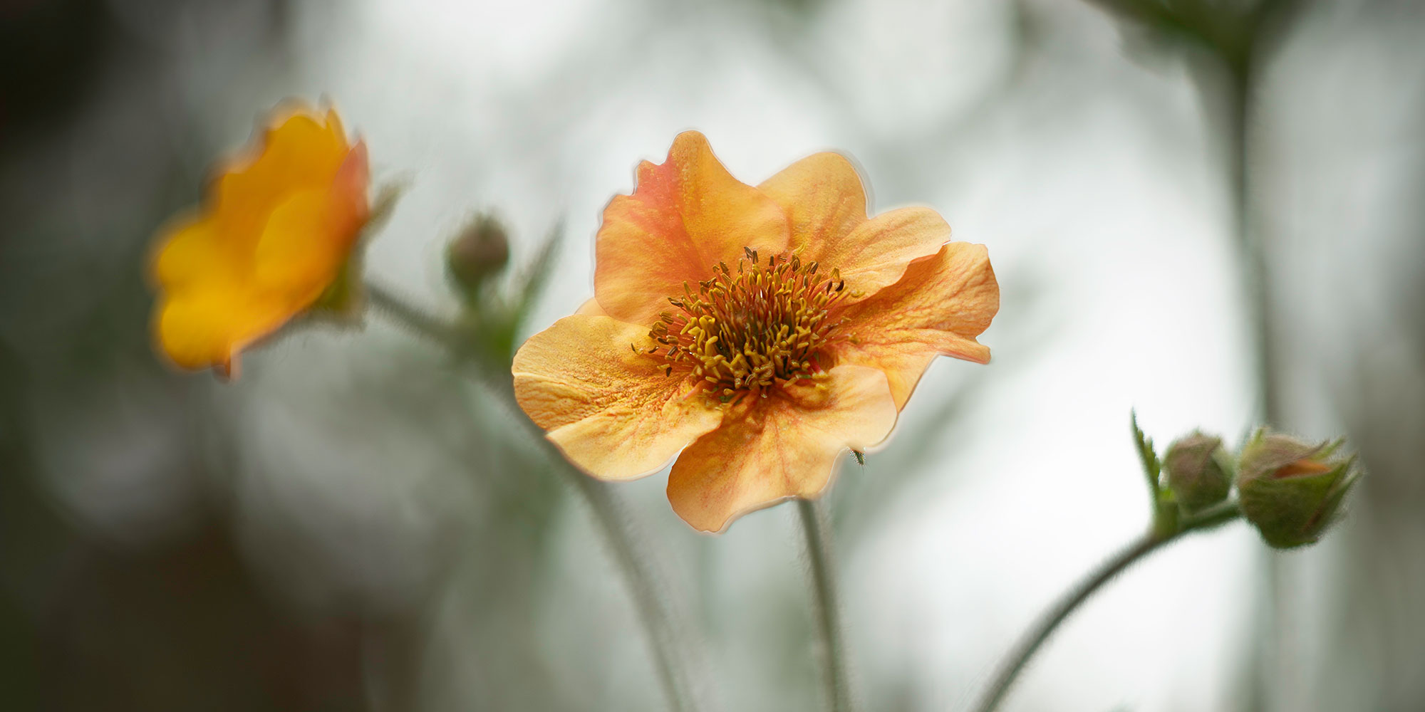 helios 44-2 with extension ring sample photos of flowers