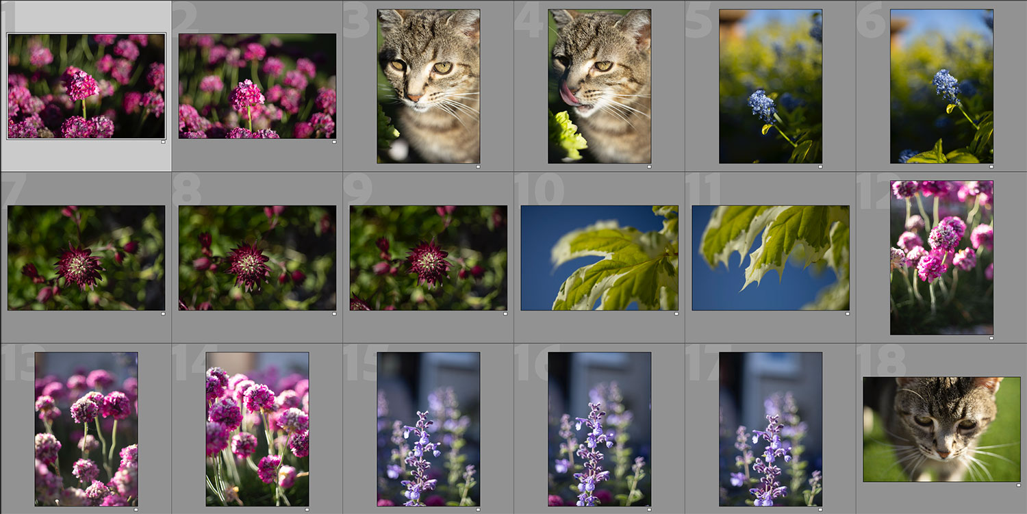 Meyer Optik 50 mm F2.8 Sample Images