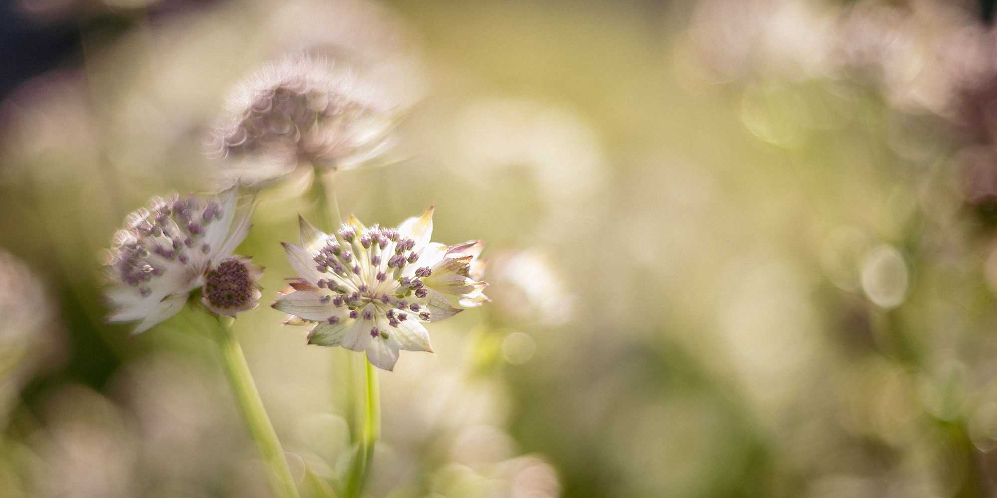 tomioka 55 mm 1.4 sample images vintage lens