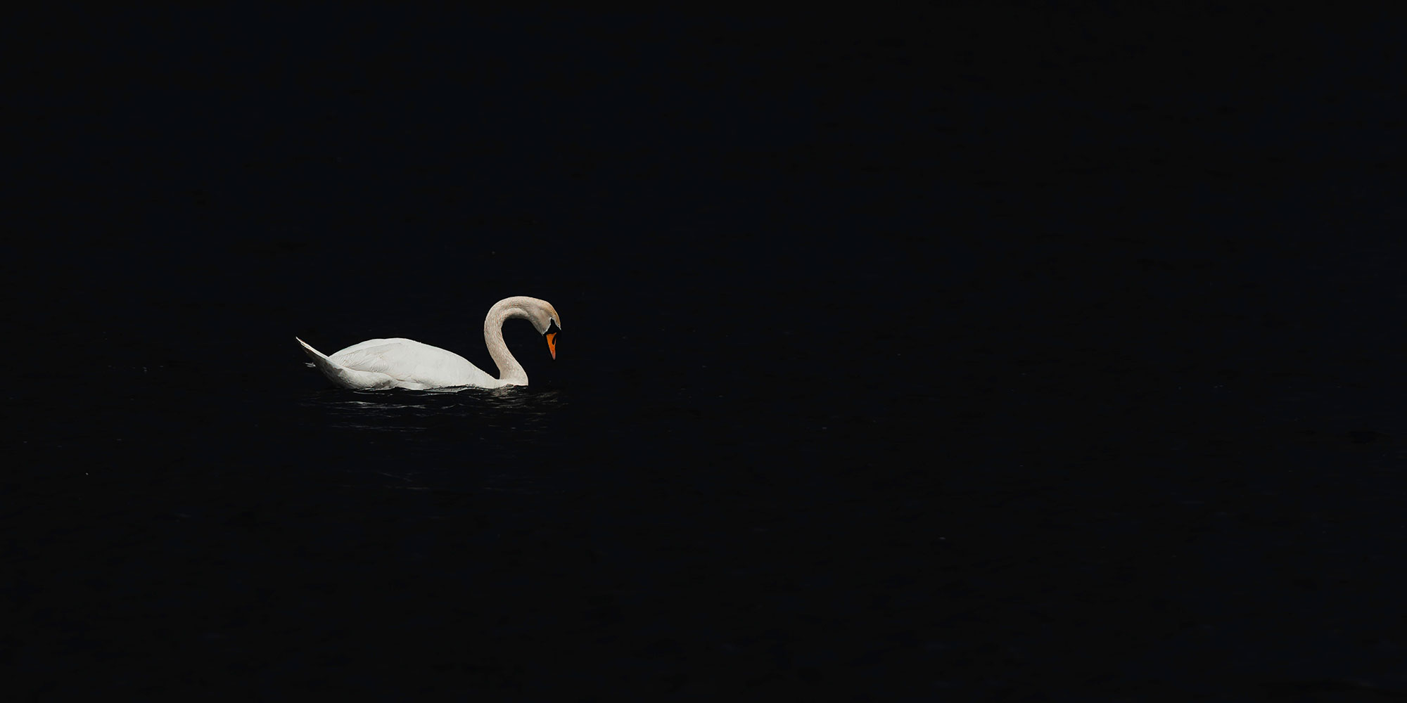 Swan at Hogganfield Loch