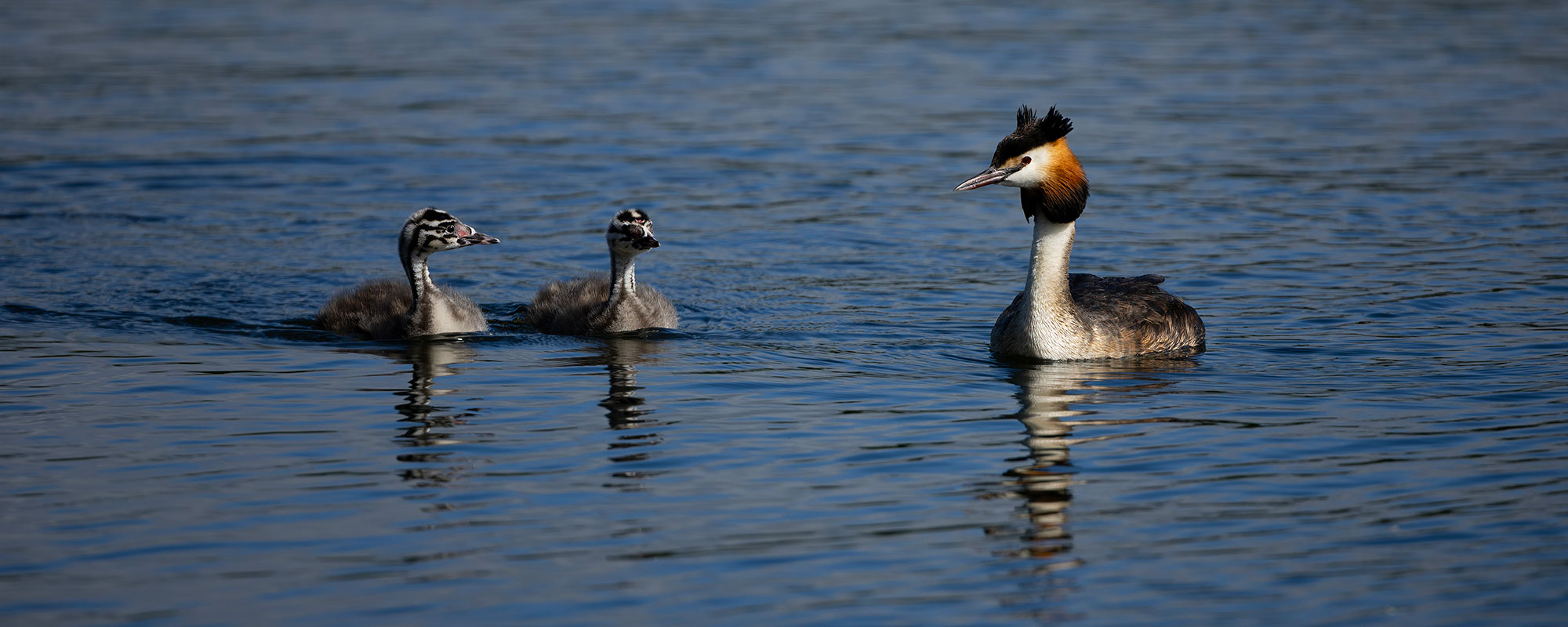 Great Crested Grebe in Scotland