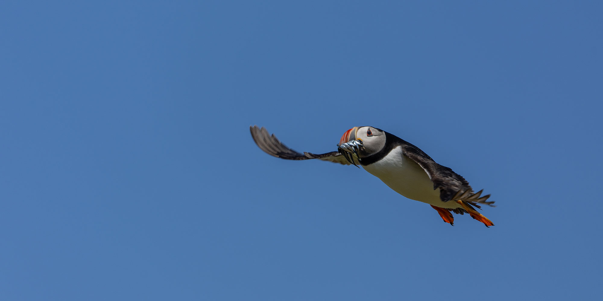 puffins on the isle of May Scotland