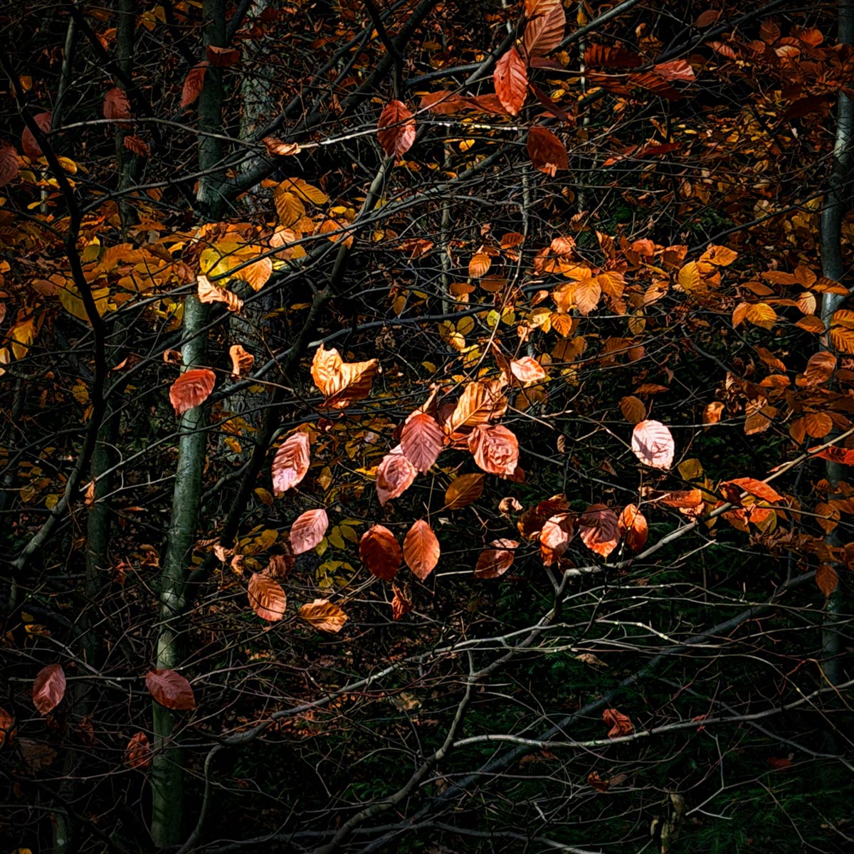 autumn leaves glittering