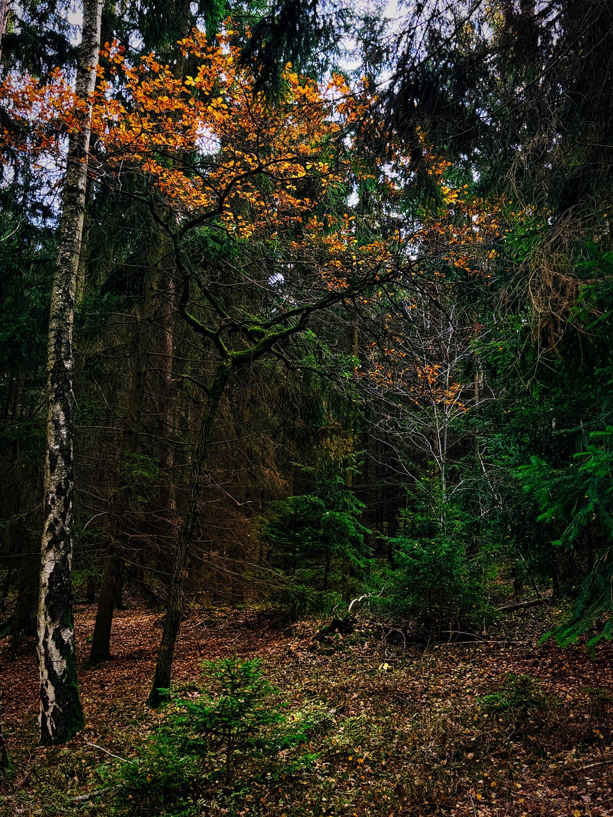 autumn tree in wood