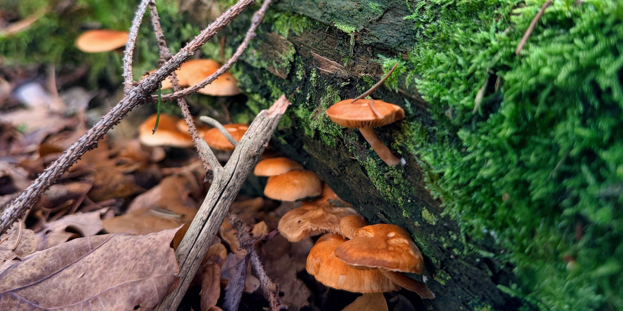 mushrooms growing on a tree in the woods