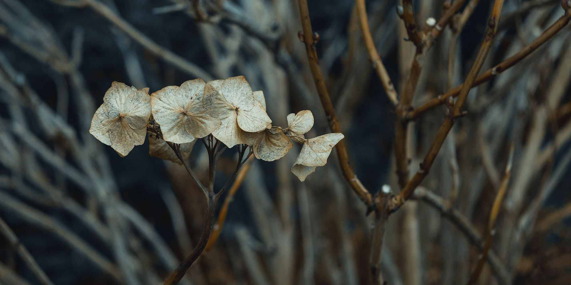 Jupiter 11 4/135 Lens Review with Sample Images - Nadin Thomson