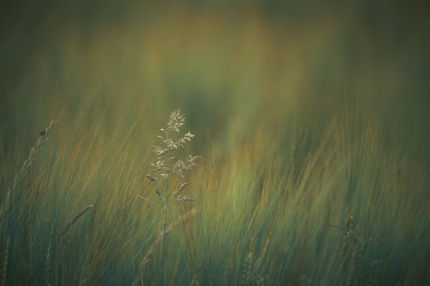 single grasses in the field
