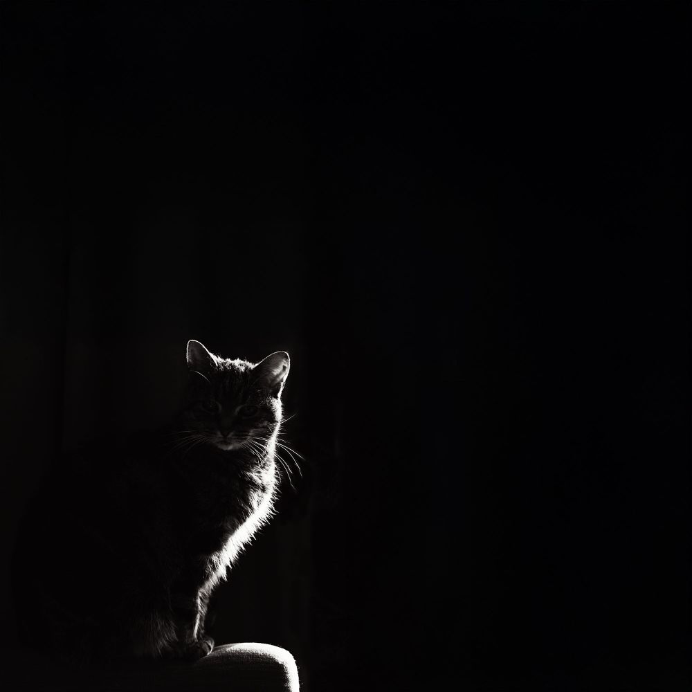 cat silhouette