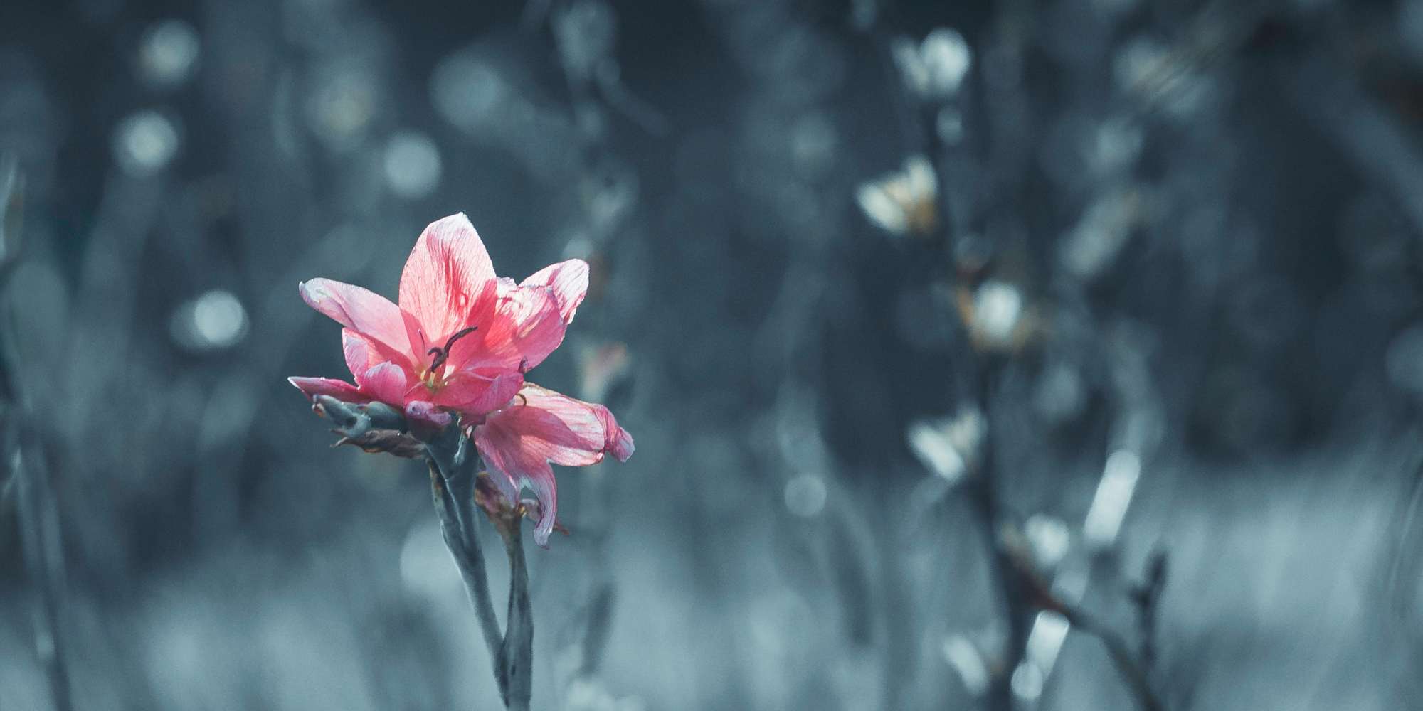 where photography ends and digital art starts